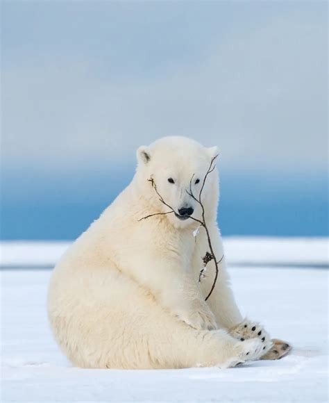 A polar bear cub (Ursus maritimus) sits on a snowy beach with a stick in his mouth on the shore ...