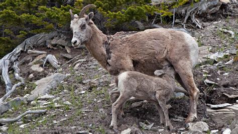 Female bighorn sheep with smaller horns are less reproductively fit: study | Mirage News