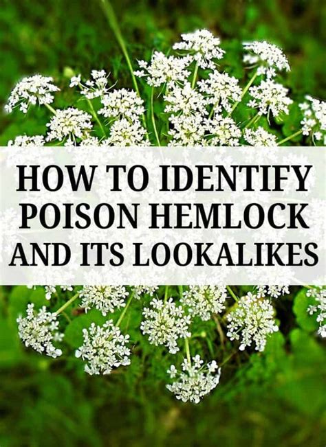 white flowers with the words how to identify poison hemlock and its look alikes