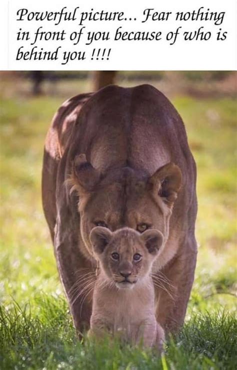 Pin by Deb Miller on quotes | Lioness and cubs, Lion cub, Lioness and cub tattoo