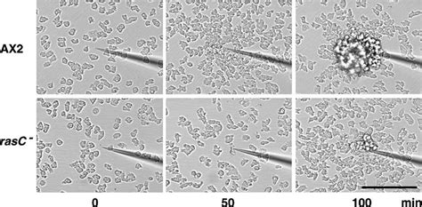 Chemotaxis in a spatial folate chemoattractant gradient. AX2 and rasC À ...