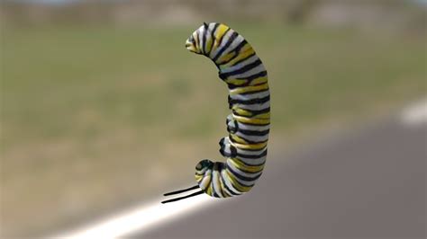 Monarch Butterfly Larva with Annotated Anatomy - Download Free 3D model by oneillbeck [f1453e0 ...