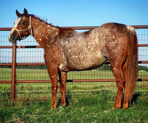 Appaloosa chestnut snowflake with leopard complex roaning | Rare horse ...