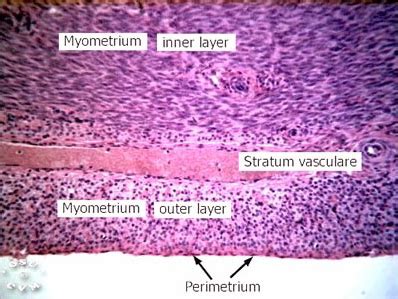 Uterus Histology - Uterus, rat (labels) - histology