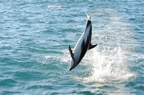 Dusky dolphin acrobatics 2 | Dusky dolphin leaping off Kaiko… | Flickr