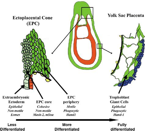 Correlation of cellular and molecular aspects of trophoblast giant cell ...