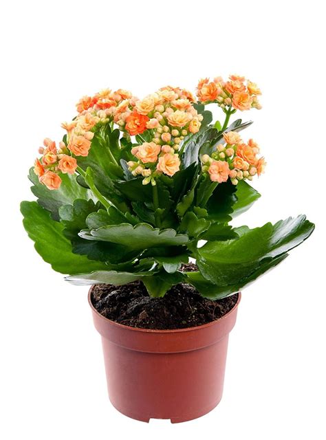 Flaming Katy (Kalanchoe Blossfeldiana) Guide - Learn About Types, Care, Watering, Propagation a ...