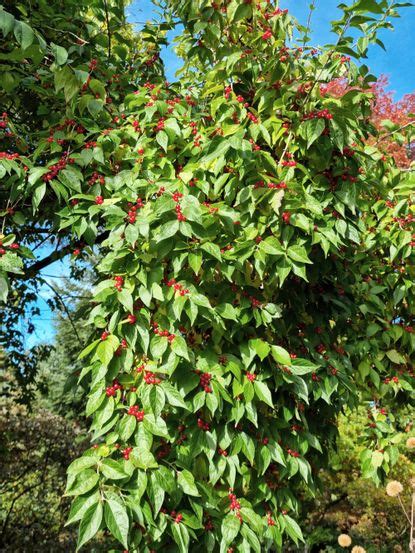 Best Trees for Privacy — 13 Varieties to Help Screen a Yard | Livingetc