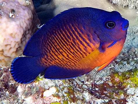 Two-Spined Angelfish - Centropyge bispinosa - Great Barrier Reef, Australia - Photo 7 - Tropical ...