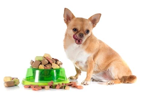 Premium Photo | Dry pet food and fat chihuahua