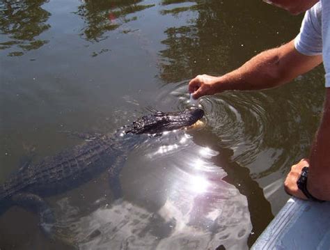 Alligator Action | Airboat Adventures | Swamp Tours New Orleans