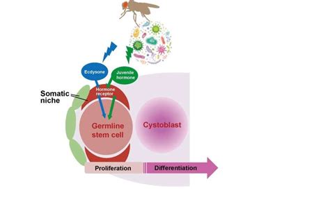 How environmental microbes boost fruit fly reproduction