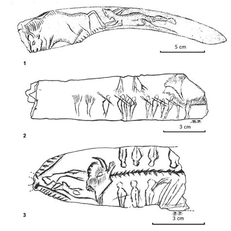 1.Skull of Bison priscus (1) and Bos primigenius (2). a. frontal view;... | Download Scientific ...