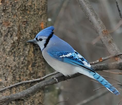 What Are Birds Saying with Their Crests? | BirdNote