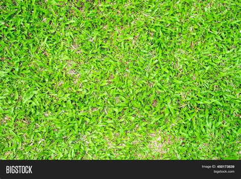 Green Grass Texture Image & Photo (Free Trial) | Bigstock