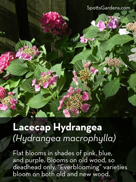 Selecting and Pruning Hydrangeas for Lush Summer Blooms