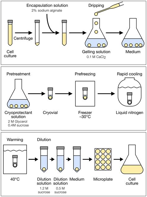 Cryopreservation of tobacco BY-2 suspension cell cultures — BRC plant ...