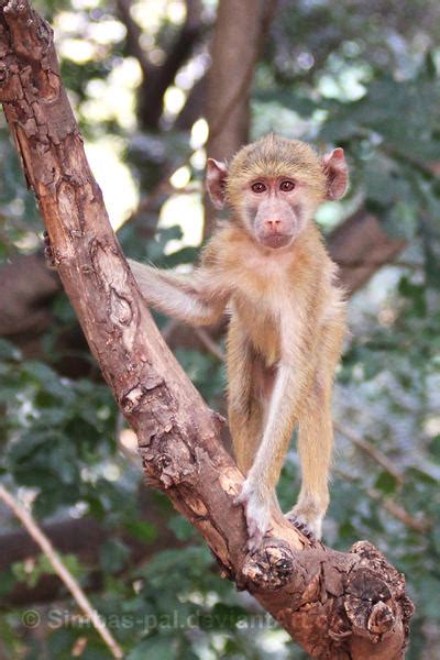 Yellow Baboon Baby by Simbas-pal on DeviantArt