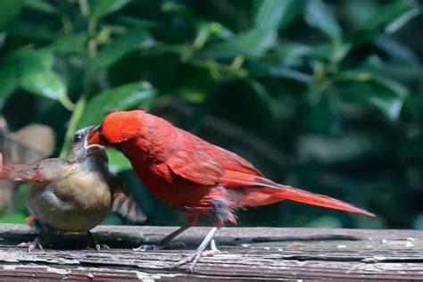 Cardinal Feeding - Took Months - Wildlife Photography on Fstoppers