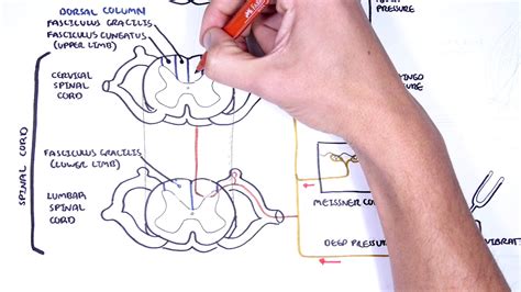 Sensory Tracts - Dorsal Column (Medial lemniscus) Pathway - Medical Discover