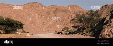 green trees in the desert of south israel near the red canion Stock ...