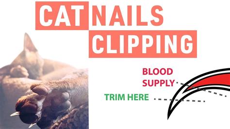 How to Safely Trim Cats Nails | Safely Trim 🐈 in 2021 | Trim cat nails, Cat nails, Clipping cat ...