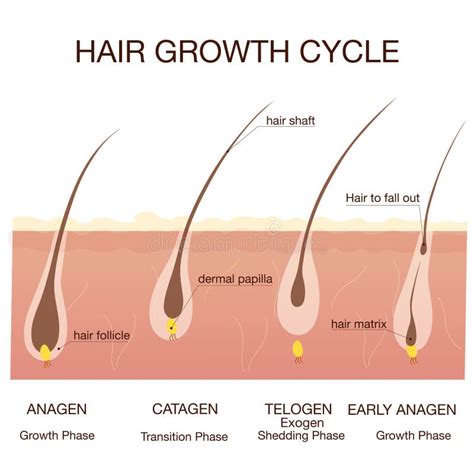 Hair Growth Phase Step by Step.Stages of the Hair Growth Cycle Stock ...