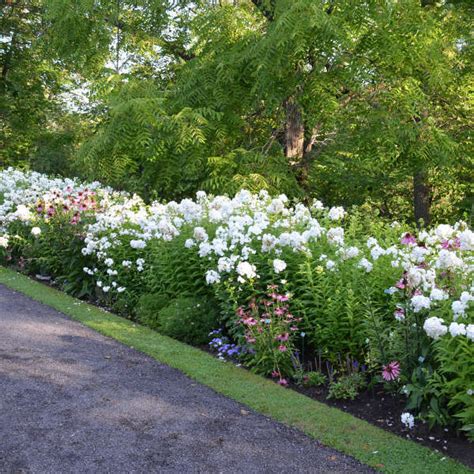 Phlox paniculata 'David' Garden Phlox @ DMF Gardens