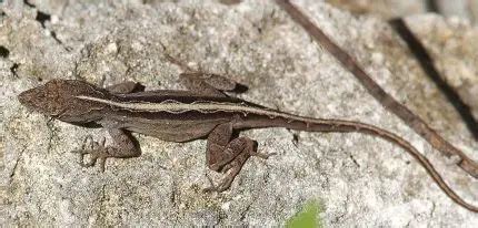 Brown Anole | The Animal Facts | Appearance, Diet, Habitat, Behavior