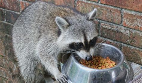 6 Best Raccoon Proof Cat Feeders | Best Automatic Feeder for Feral Cats