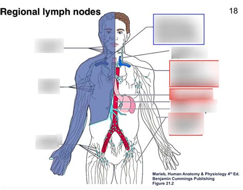 Regional lymph nodes Diagram | Quizlet