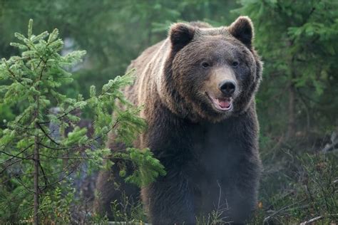 Dreams About Bears Meaning & Symbolism - Sleep Pilot