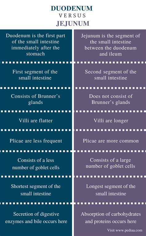 Difference Between Duodenum and Jejunum | Definition, Anatomy, Function