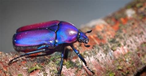 Types of Beetles: The Complete List