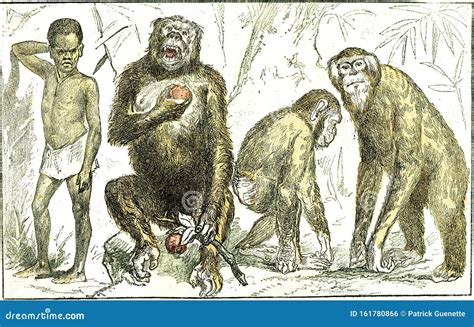 Evolution of Mammals Towards the Human Type, Vintage Engraving Stock Illustration - Illustration ...