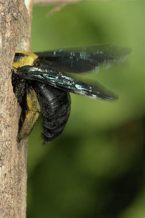 Carpenter Bee At Nest Hole, Malaysia Photograph by W.k. Fletcher - Fine ...