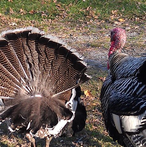 Feathers ADULT RIO GRANDE WILD TURKEY TAIL FAN/TURKEY FEATHERS/TURKEY ...