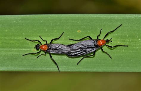 What Attracts Love Bugs? How to Deter the Insects - GFL Outdoors