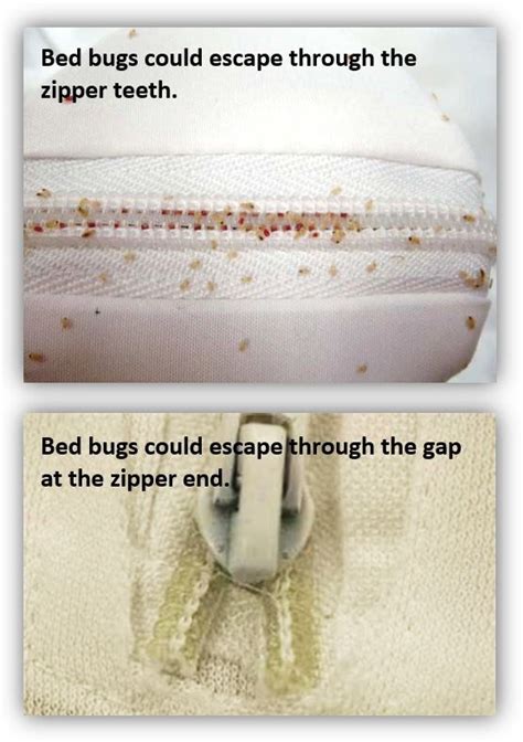 Does Mattress Covers Stop Bed Bugs - Hanaposy