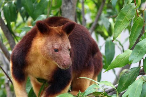 Logging threats loom over tree kangaroo refuge in Papua New Guinea - South Africa Today