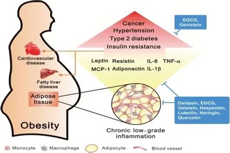 Obesity creates a complicated Inflammatory Response within Fat Tissue ...