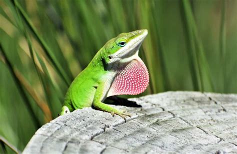 What Do Anoles Eat? (Diet & Facts)