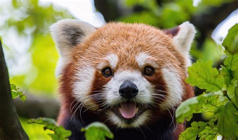 Red panda facts, distribution & population | BioDB