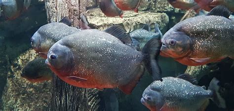 HD wallpaper: school of red-bellied piranha fish, amazon, american, animal | Wallpaper Flare