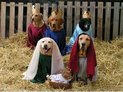 Dogs Christmas nativity scene | Pet Station (I told you I love puppie…