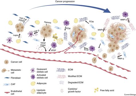 The tumor microenvironment: Current Biology