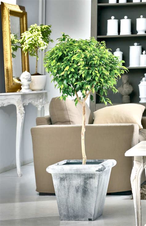 Ficus benjamina - tips and guidance for the best possible care