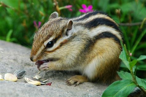 Chipmunk Information and Photos | ThriftyFun