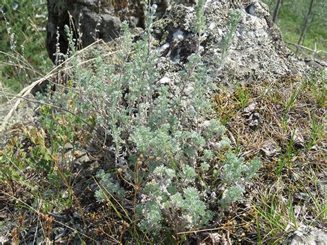 Nothing Stinky About Stinkweed —Wild Sage in its Many Forms | First We Eat