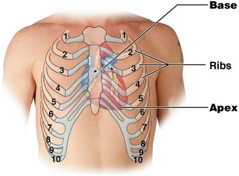 Ch 48: Cardiovascular Anatomy & Physiology Flashcards | Quizlet